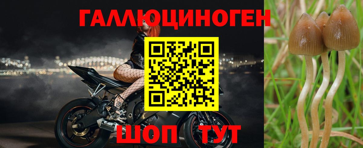 Галлюциногенные грибы Psilocybine cubensis Каменск-Шахтинский